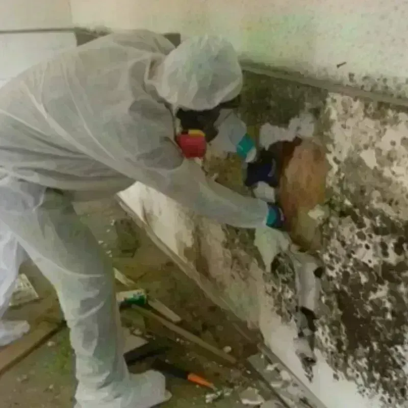 Mold Remediation and Removal in Bloomfield, NY